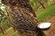 Giá cao su kỳ hạn tại Tokyo ngày 14/10 tăng do giá dầu tăng 